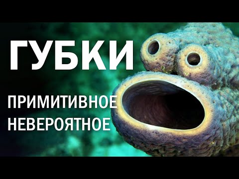 Видео: Морские губки: примитивное – невероятное