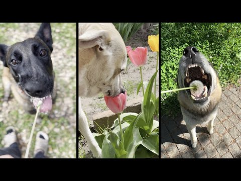 Видео: Cute and funny DOGS.🐶 And Some Just Interesting Moments.🐶Videos🔶 Сompilation # 2🔶