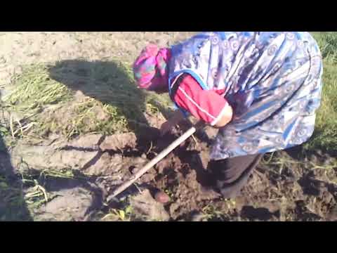 Видео: Копаємо по краях, готуємо поле під копачку.Чорний принц шикарний.