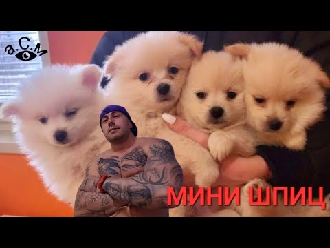 Видео: НЕМСКИ МИНИ ШПИЦ - ЛЮБОПИТНИ ФАКТИ И ПОВЕДЕНИЕ а.С.м