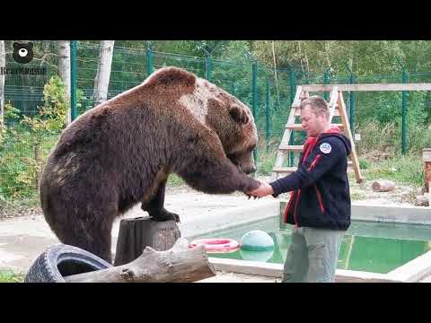 Видео: Андрей играет с Мансуром🐻🤗