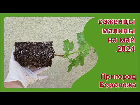 Видео: Саженцы малины на май. Пригород Воронежа.