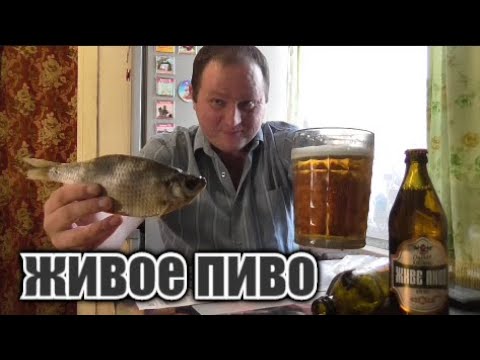 Видео: Пиво "Опилля" живого разлива под вяленую рыбу...