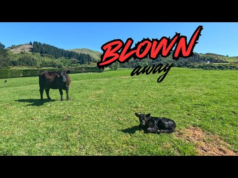 Видео: Ветер жесток | Проверка и перестановка запасов | Весна в Новой Зеландии