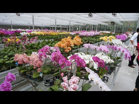 Видео: 🌸 СКИДКА 10 % на весь ассортимент! Обзор подростков орхидей из Азии в наличии 25.08.25г.