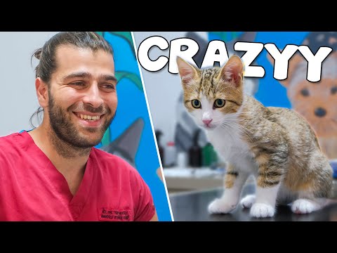 Видео: Гиперактивный, сумасшедший, весёлый и милый котёнок! (Этот кот такой непослушный!)