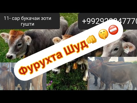 Видео:  Фурухта Шуд 👊🤫⛔️11- сар букачаи зоти гушти бенихояд арзон 