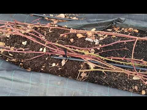 Видео: Укрываем ежевику.Омск,28.10.2021