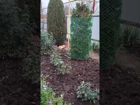 Видео: 3 ноября 2025 г.