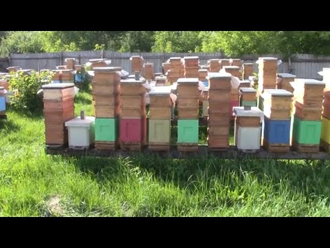 Видео: Пасека 7 июля 2024г.