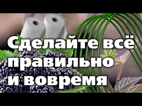 Видео: ПОДГОТОВКА ЕЖЕВИКИ К ЗИМЕ. Материалы и сроки для укрытия