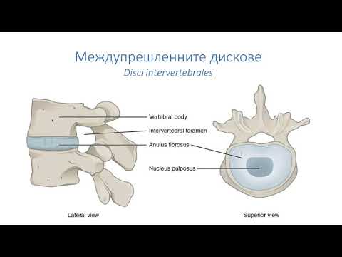 Видео: Съединения в гръбначния стълб (10:43) ┃teoriyata.com