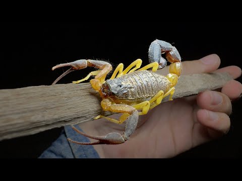 Видео: Взгляд на культовую модель Alligator Back Scorpion