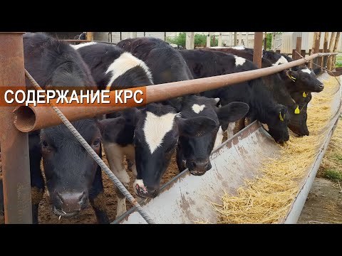 Видео: Бизнес в Казахстане. Содержание КРС. Мясной и молочный скот в крестьянском хозяйстве Шерзод 1