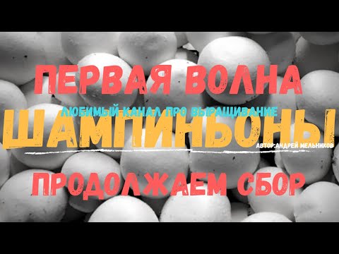 Видео: Выращивание шампиньона. Продолжение сбора первой волны.