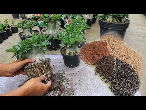 Видео: Как сделать среду для посадки адениума без ферментации, практичной и стерильной. Роза пустыни Бонсай