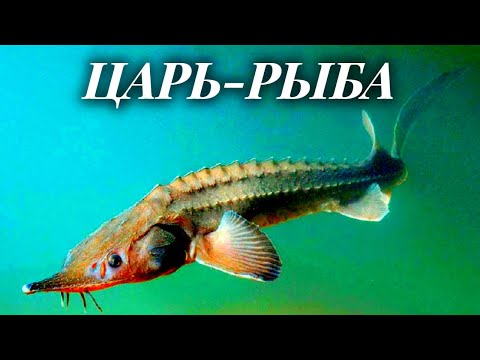 Видео: Царь-рыба. Уникальные технологии разведения осетровых