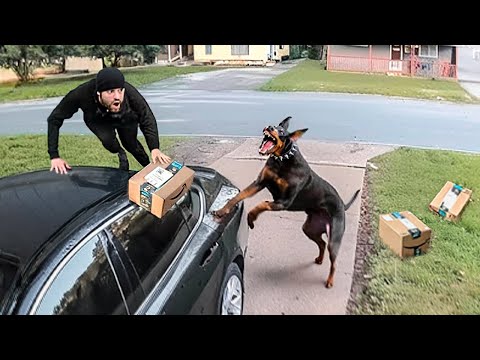 Видео: Воры, которые связались не с теми сторожевыми собаками!