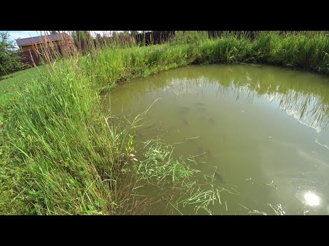 Видео: Белый Амур кушает травку (16.07.2021)