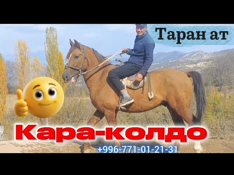 Видео: Таран ат туз эле ТАРАН