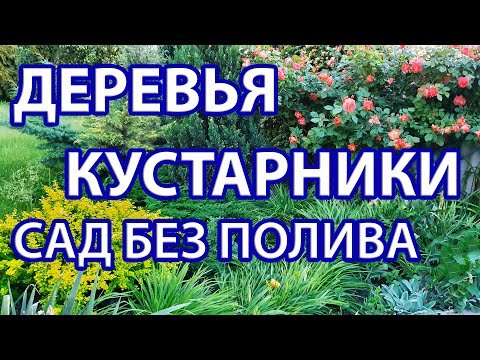 Видео: Деревья и кустарники для сухих солнечных участков. Создаем сад с минимальным уходом.Часть1.