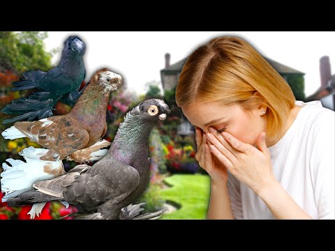 Видео: Ненавижу дорогих голубей! Двухчубые голуби. Tauben. Pigeons. Palomas. Pombos. 비둘기.