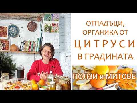 Видео: Обелки от цитруси в градината, компостера и за разсада. Митове и реалност.