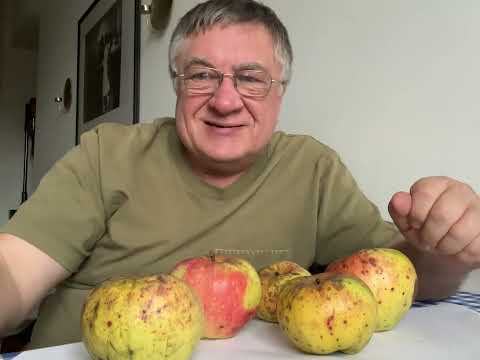 Видео: Горькая болезнь яблок!