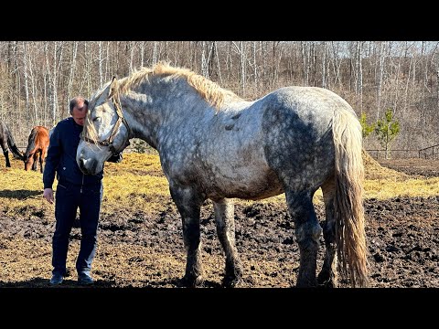 Видео: Молодой жеребец в табуне