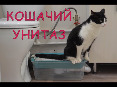 Видео: Кошачий унитаз! Забудьте про лоток!