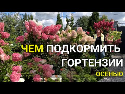 Видео: ГЛАВНАЯ ПОДКОРМКА для ГОРТЕНЗИЙ осенью 🍁 | Уход за гортензией осенью | Чем подкормить гортензию