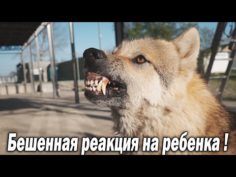 Видео: РЕАКЦИЯ ВОЛКОВ НА РЕБЕНКА !!! Странное поведение Волков на ребенка. Волки в ярости. Оскал волка.