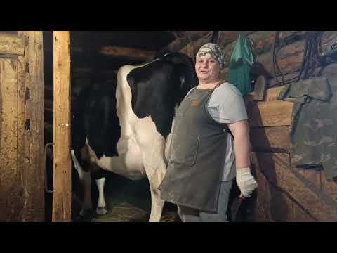 Видео: Бык заходил. Большой отёк,как справляемся?