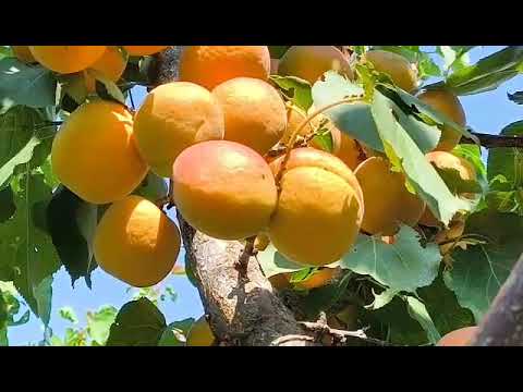 Видео: Абрикос Мемфіс. Apricot Memfis.