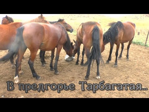 Видео: В предгорье Тарбагатая....