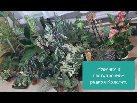 Видео: Обзор новинок. Редкие растения в привозе. Поступление от 23.11.2020г