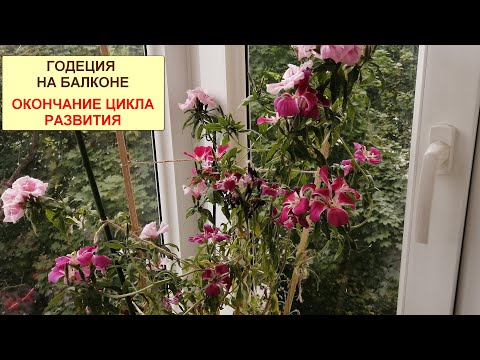 Видео: Годеция ч.13 в горшке на балконе. Окончание цикла развития.