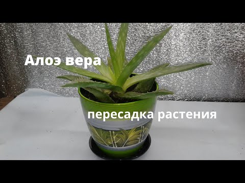 Видео: Алоэ вера. Особенности пересадки.