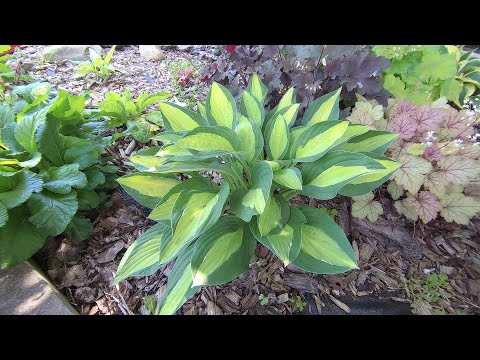 Видео: Наша маленькая коллекция хост  Обзор сортов 26 06 2021