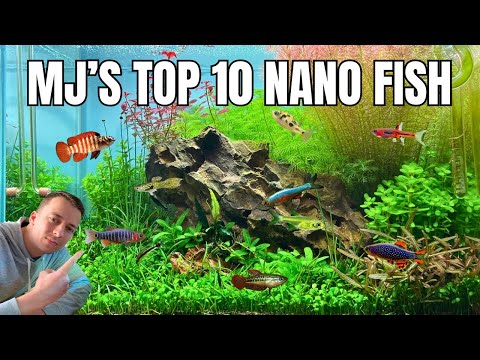 Видео: 10 лучших нано-рыбок для вашего аквариума!
