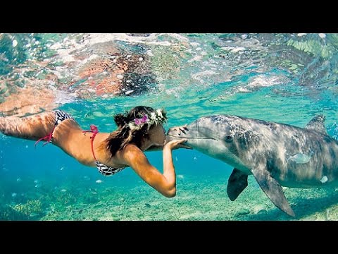 Видео: ЛУЧШЕЕ В МИРЕ ШОУ С ДЕЛЬФИНАМИ