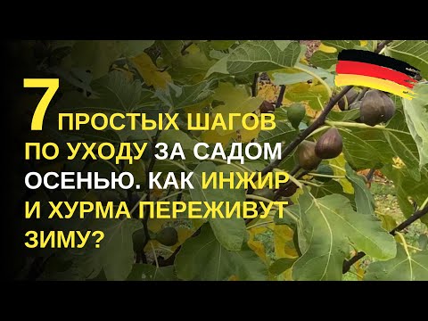 Видео: Дача в Германии. Отправляем сад в зимнюю спячку. Что нужно сделать осенью для хорошего урожая летом?