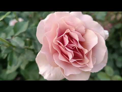 Видео: Друга хвиля 2023 Ч. 2@TroyandiOleksandri