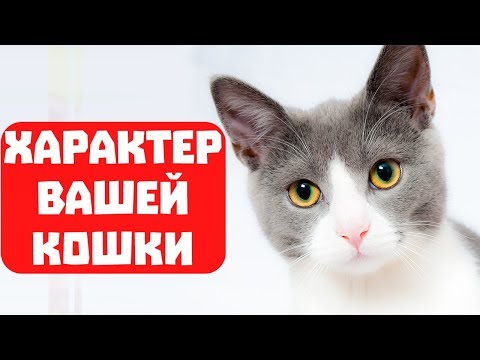 Видео: КАКОЙ ХАРАКТЕР У ВАШЕЙ КОШКИ? ТЕСТ С ПРИКОЛЬНЫМ КОТОМ ДЖЕМОМ! 🐈