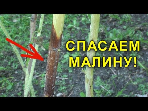 Видео: СПАСАЕМ МАЛИНУ! ПУРПУРОВАЯ ПЯТНИСТОСТЬ. ЧЕМ ОБРАБОТАТЬ МАЛИНУ ВЕСНОЙ