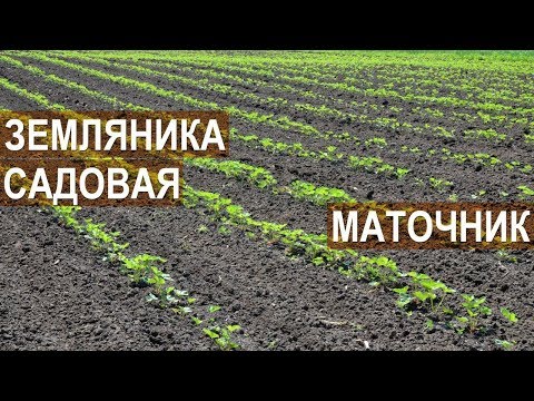 Видео: Земляника садовая. Маточник. Клубничная ферма Лесниченко.