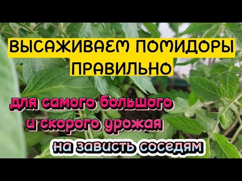 Видео: Лучший способ посадки помидор в открытый грунт. Для самого большого и скорого урожая.