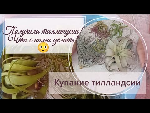 Видео: Получила тилландсии, и что с ними делать? Первое купание тилландсии.