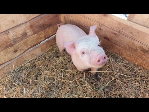 Видео: Космічні ціни на поросят на ринку частина 1 !! РИНОК ТВАРИН! #ринок #тварини #поросята #село