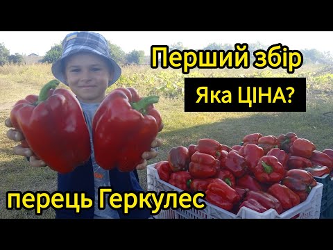 Видео: Перець Геркулес, ціна, перший збір.